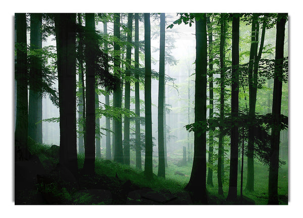 Smaragdgrüner Waldnebel