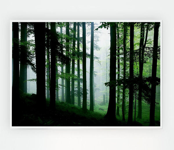 Emerald Forest Mist Print Poster Wall Art