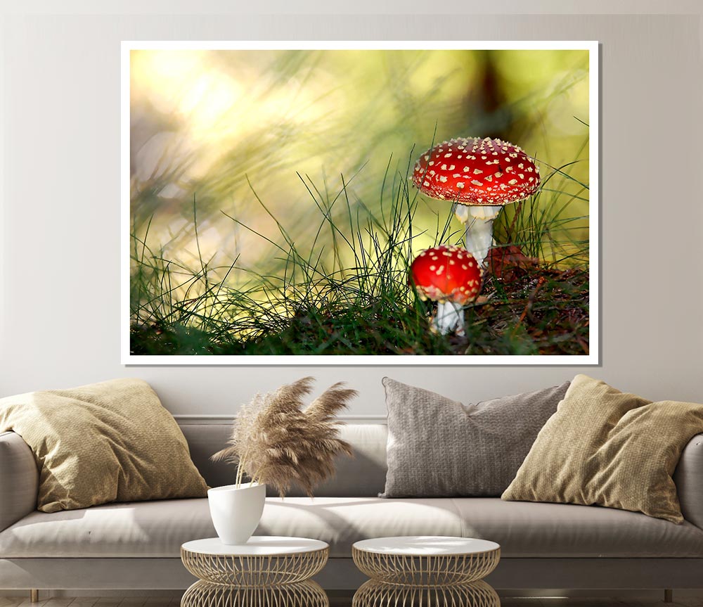 Fly Agaric Mushrooms Print Poster Wall Art