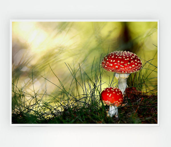 Fly Agaric Mushrooms Print Poster Wall Art