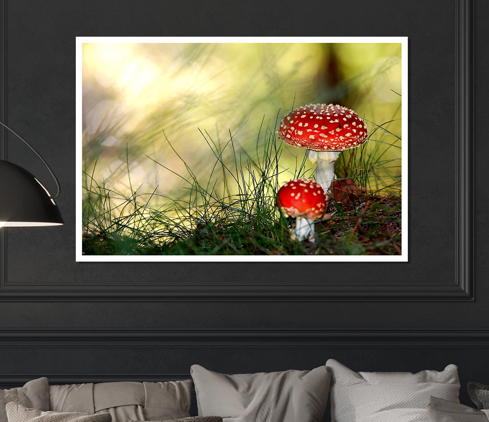 Fly Agaric Mushrooms Print Poster Wall Art