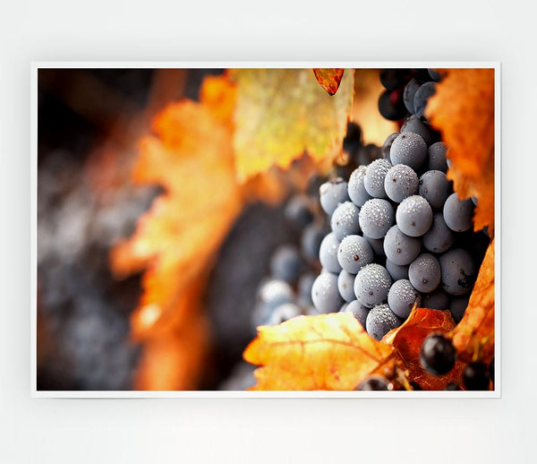 Grapes Print Poster Wall Art