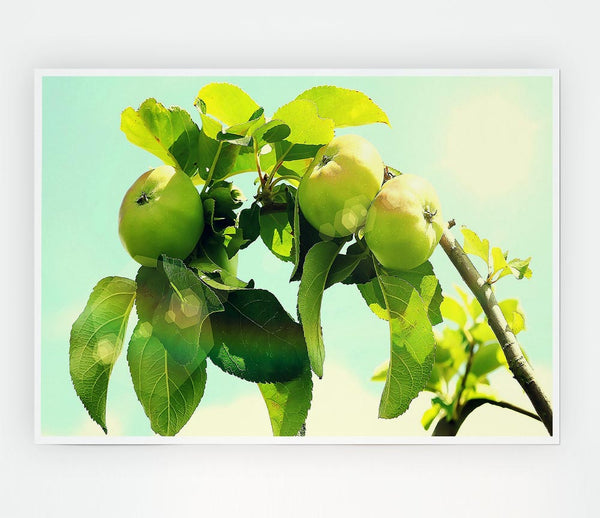 Apple Tree Print Poster Wall Art