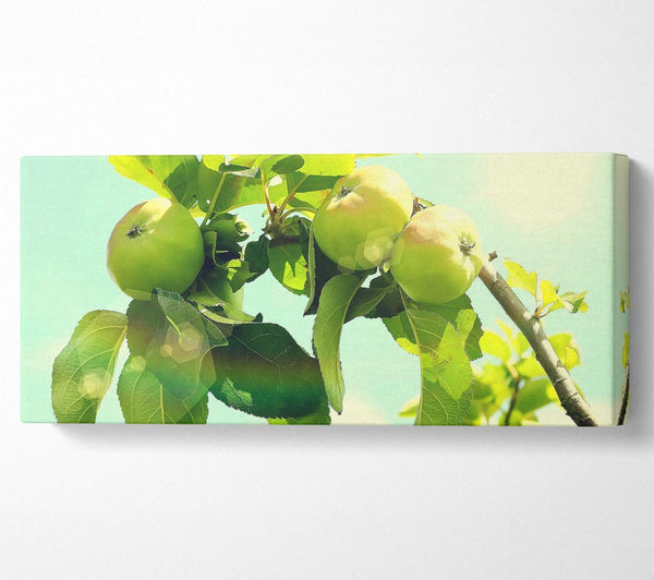 Apple Tree