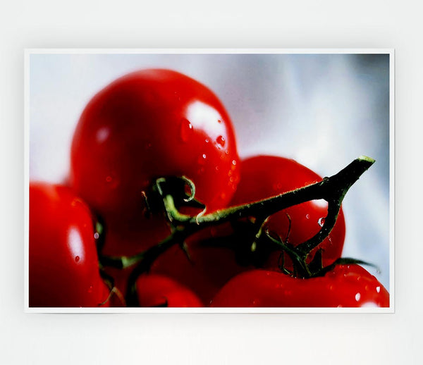 Cherry Tomato Vine Print Poster Wall Art