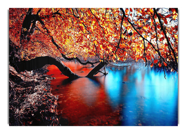 Tree Branches Over The Lake