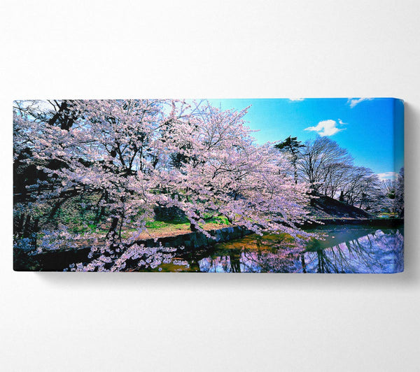 Cherry Blossom Trees