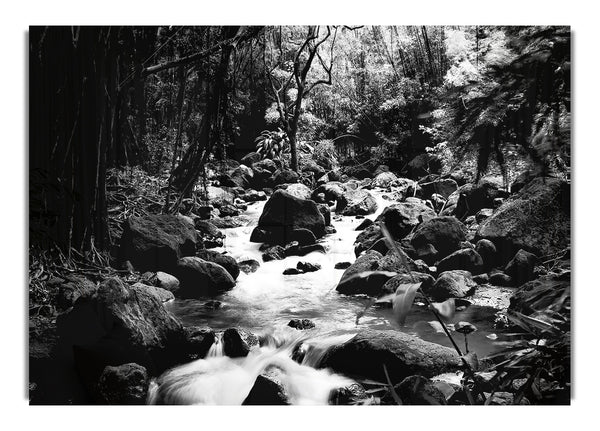 The Stream In The Woodland B~w