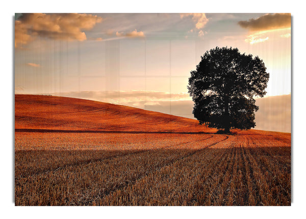 Lone Tree In Field Autumn(1)