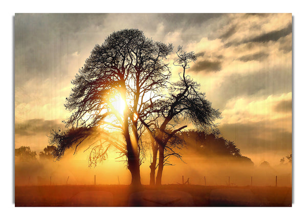 Fog Across The Field