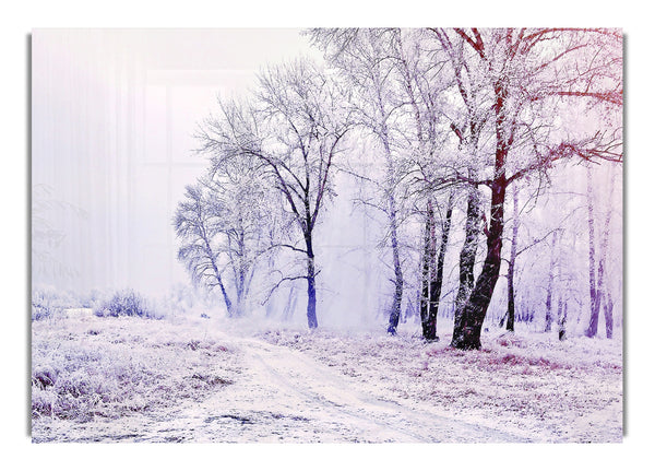 Beautiful Snowy Forest Scenery