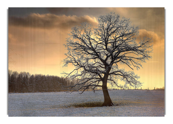 Solitary Tree Winter