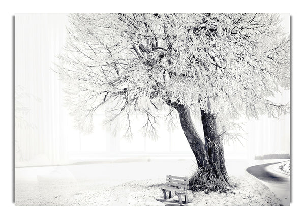 Bench Under Tree Winter