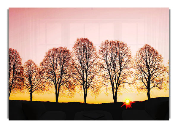 Beech Trees At Sunrise