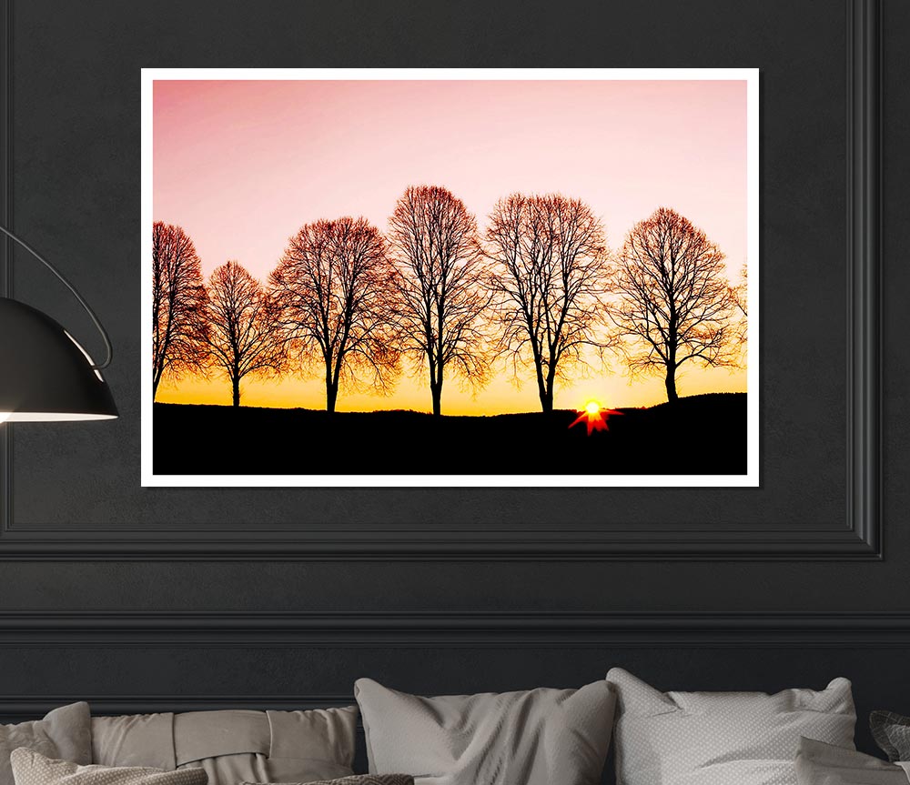 Beech Trees At Sunrise Print Poster Wall Art