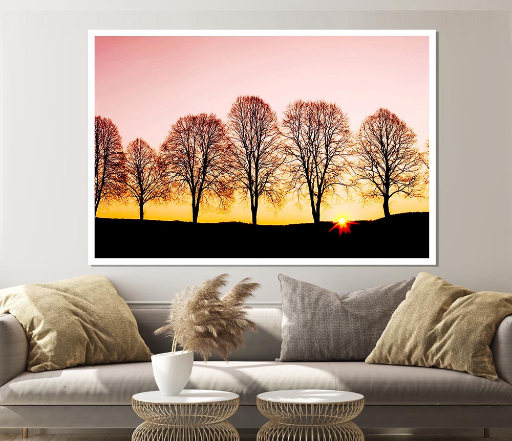 Beech Trees At Sunrise Print Poster Wall Art