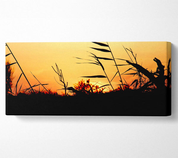 Sunset Reeds