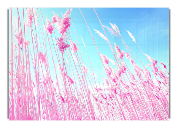 Grass On Beach