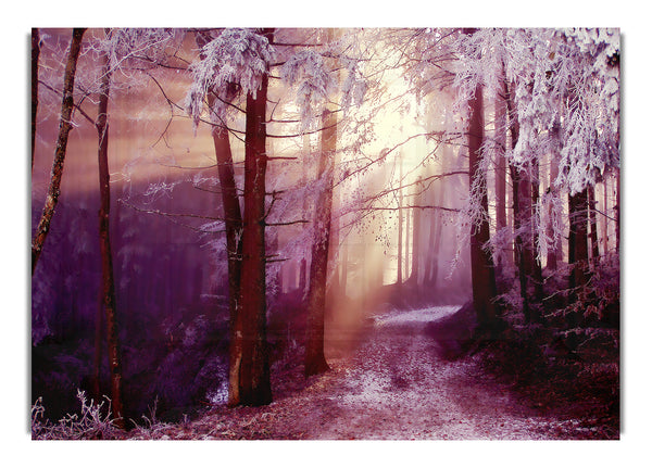 Winter Woodland Sunbeam