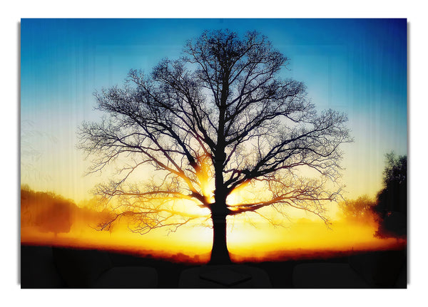 Sunset Tree 2