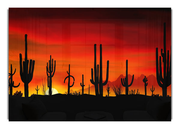 Cactus Sunset Beauty