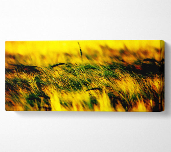 Wheatfield Yellow