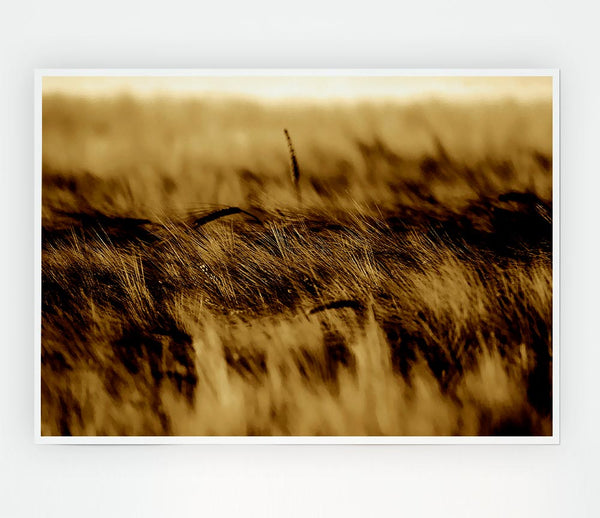 Wheatfield Sepia Print Poster Wall Art