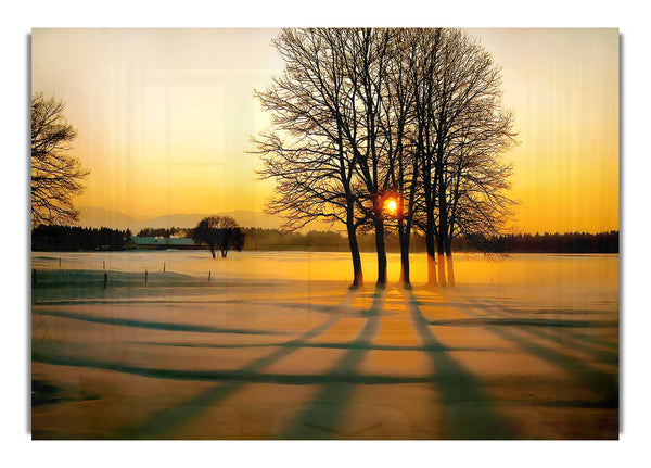 Winter Tree Sunrise Golden