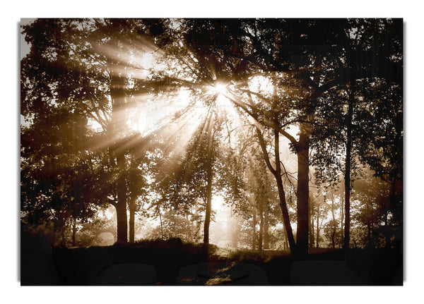 Sunrays Through The Chocolate Woodland