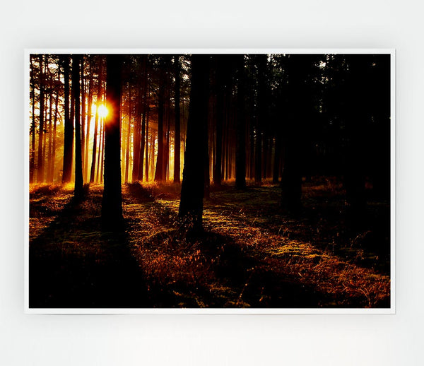 Woodland Sun Blaze Print Poster Wall Art