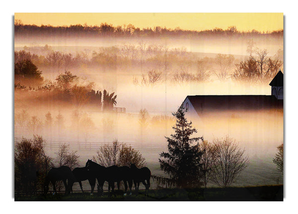 Horses In The Morning Mist