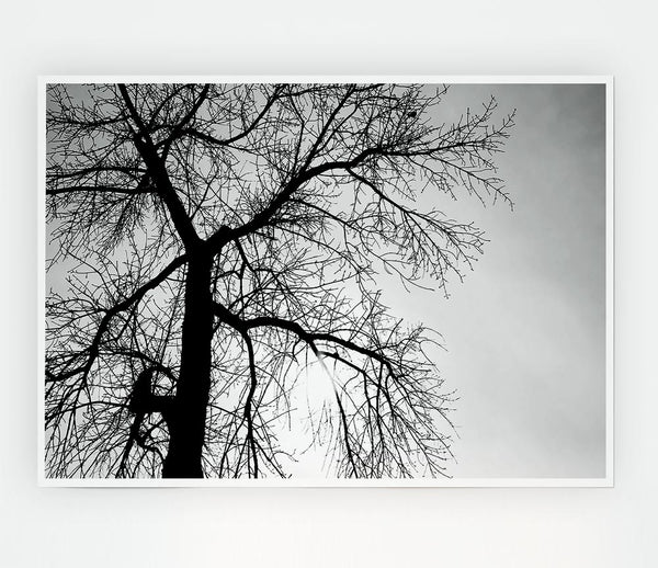 Winter Branches In The Sun B N W Print Poster Wall Art