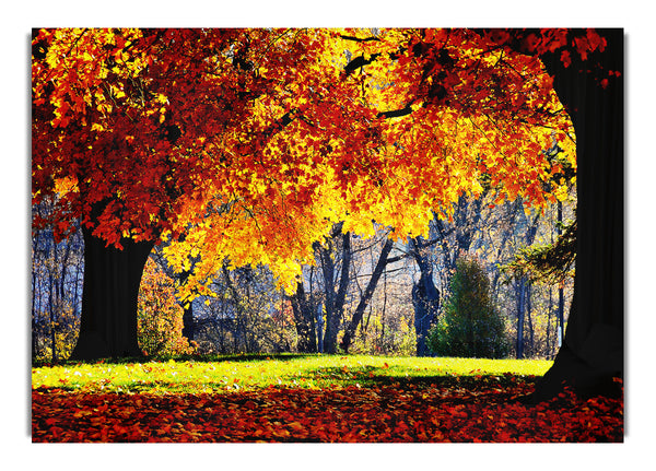 The Golden Autumn Tree