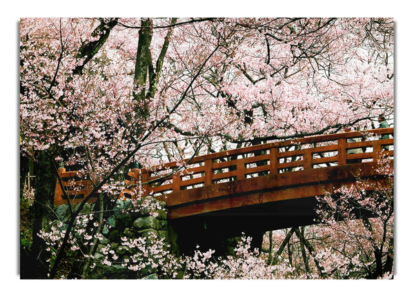 Cherry Blossom Bridge