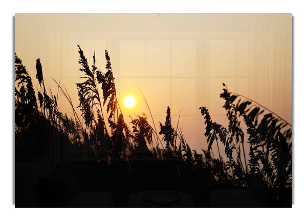 Sun Through The Reeds