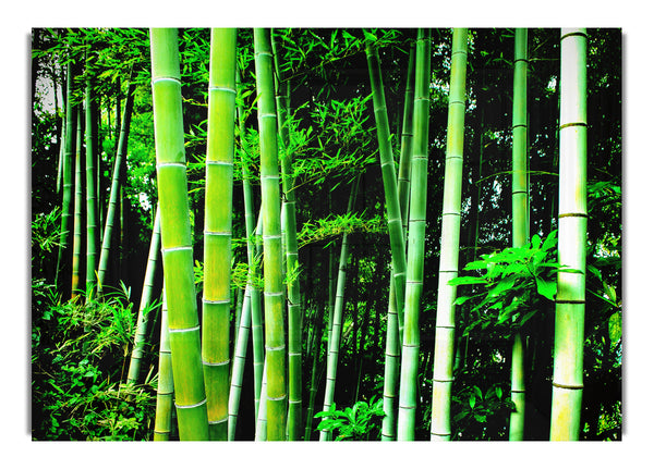 Green Bamboo Landscape Canvas