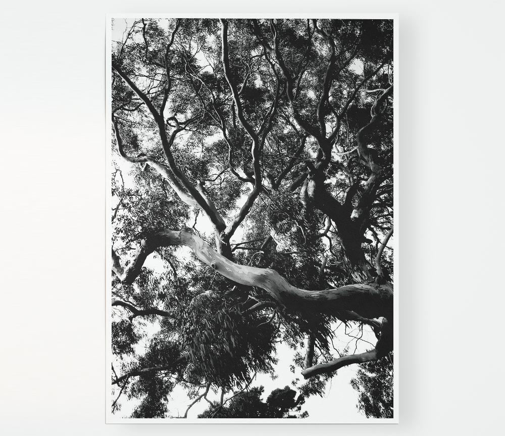 Tree In The Wind B N W Print Poster Wall Art