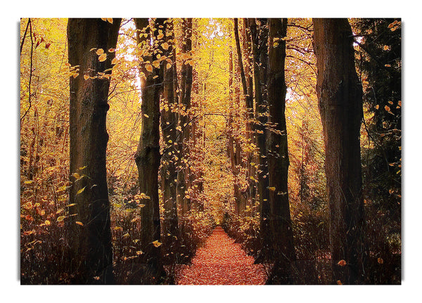 Woodland Walkway