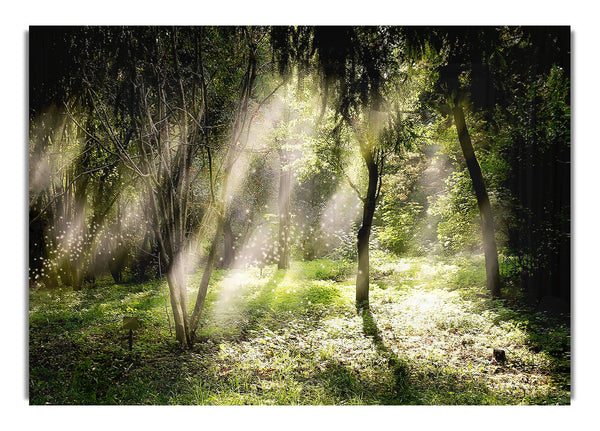 Mid Day Sun Through The Trees