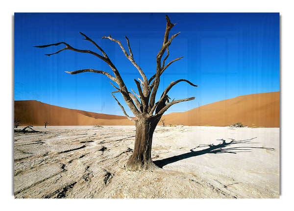 Desert Tree Branches