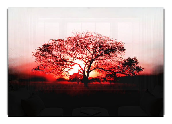 Red Sunrise Oak Tree