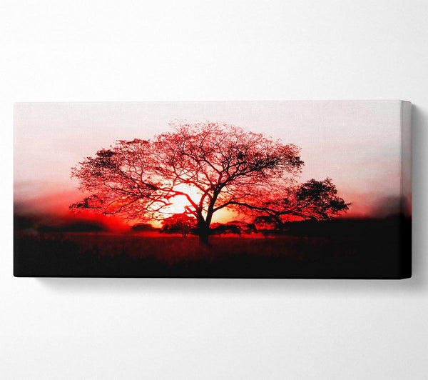 Red Sunrise Oak Tree