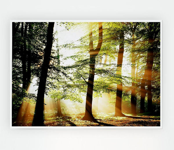 Treeline Sunbeam Print Poster Wall Art