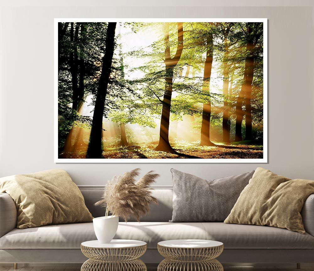 Treeline Sunbeam Print Poster Wall Art