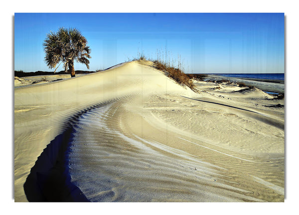 Desert Lonesome Tree