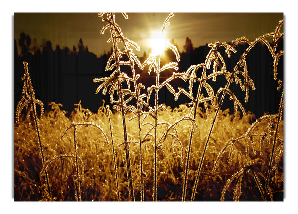 Fields Of Gold