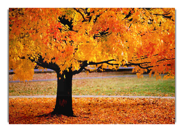 Orange Autumn Tree