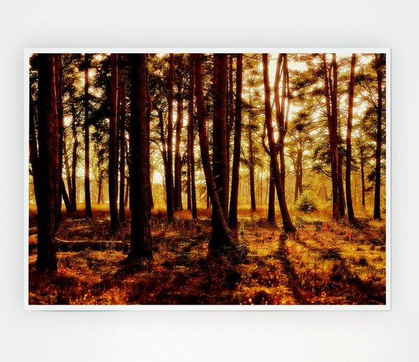 Woodlands Morning Shadows Print Poster Wall Art