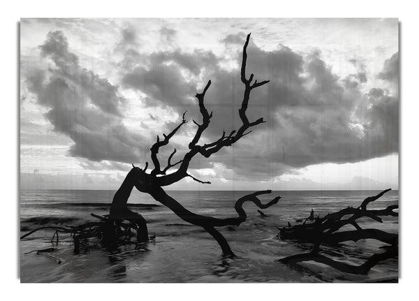 Ocean Driftwood Bw