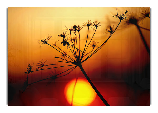 Sunset Through The Reeds